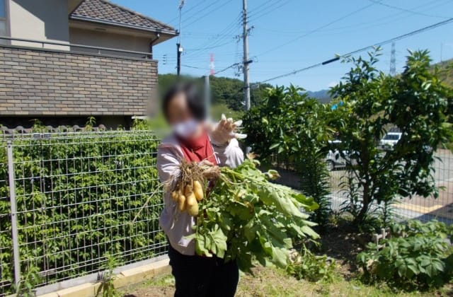 いも掘り
