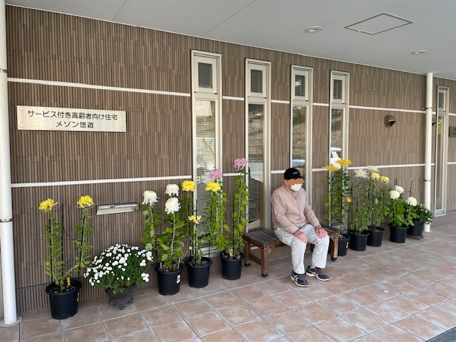 菊に囲まれてひと休み