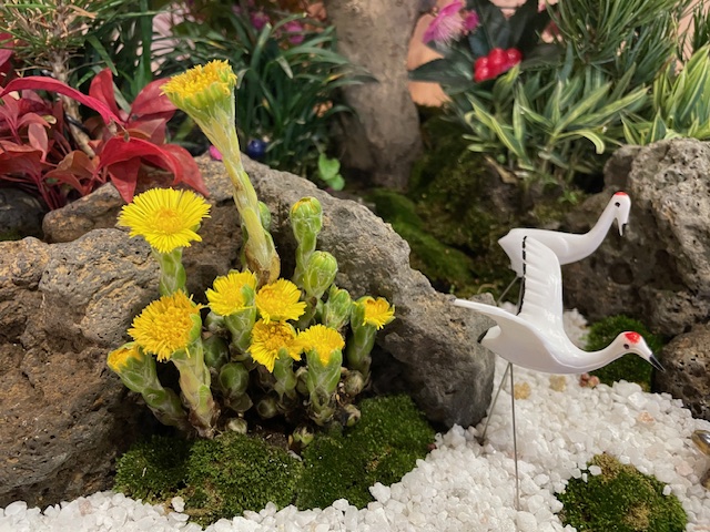 福寿草が初めて咲きました!